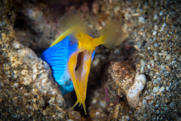 Fototapeta na wymiar Ribbon eel head shot on coral reef