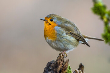 Rotkehlchen (Erithacus rubecula)