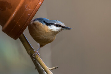 Kleiber (Sitta europaea)