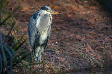 Graureiher (Ardea cinerea)