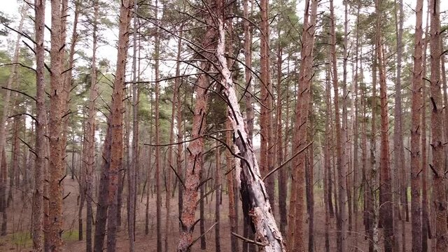 Big fallen tree after the hurricane in a forest aerial drone footage