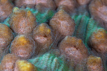 Close up detail of coral polyps on coral reef
