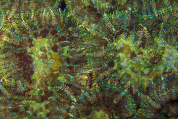 Close up colorful detail of coral polyps