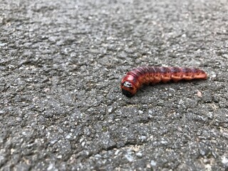 insect beautiful caterpillar crawling on the asphalt red pink silkworm