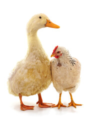 Large chicken and duck.