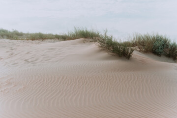 Fototapeta na wymiar sandy grass on the sand against the blue sky. grass in the sand dunes. sunny beach with sand dunes and blue sky