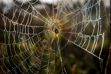 Tela de araña grande con fondo desenfocado de naturaleza
