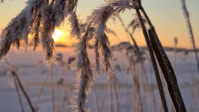 Ice crystals on beautiful frozen sea reed at golden morning sunrise, close macro