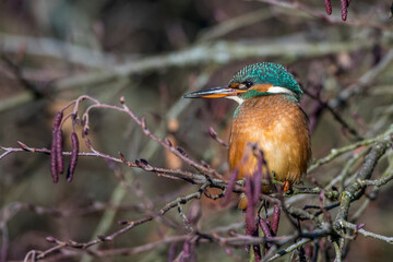 Eisvogel (Alcedo atthis) Weibchen