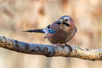 Eichelhäher (Garrulus glandarius)