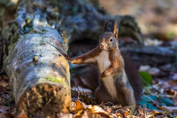 Eichhörnchen (Sciurus vulgaris)