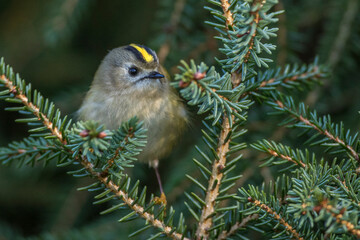 Wintergoldhähnchen (Regulus regulus)