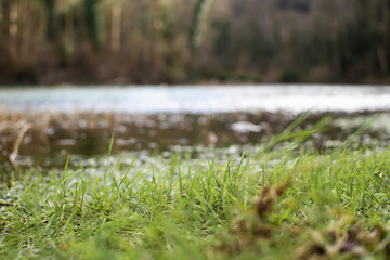 grass and water