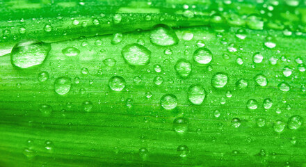 Fototapeta na wymiar green leaf texture with many drops close up
