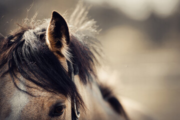 The ear, the mane and the horse's eyes close up.