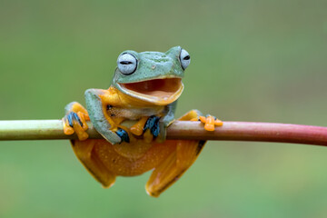 Smiling frog on a tree branches