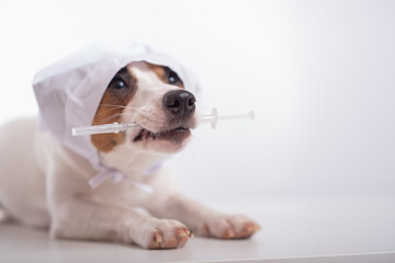 Little dog jack russell terrier in a doctor's headdress with a syringe in his mouth on a white...