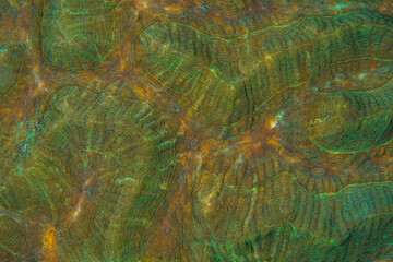 Fototapeta na wymiar Close up colorful detail of coral polyps