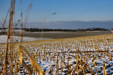 Field after the harvest of corn in winter.