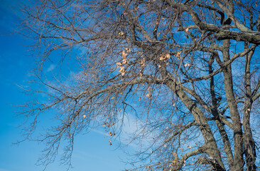 tree in winter