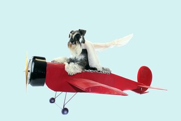 dog pilot plane miniature schnauzer 