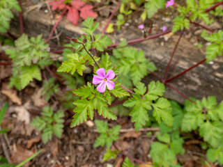 Geranium robertianum or Roberts geranium flowering plant
