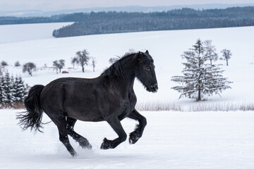 Obraz na płótnie Canvas Friesian stallion running in winter field. Black Friesian horse runs gallop in winter.