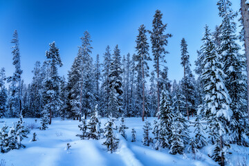 Fresh snow has fallen of a forest of young pine trees