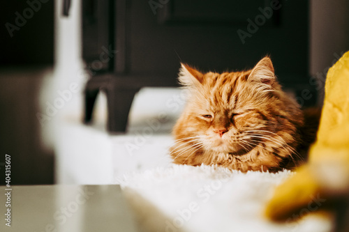 Magnifique Chat Roux Au Poil Angora En Train De Dormir A La Maison Wall Mural Picsart Magnifique Chat Roux Au Poil Angora En Train De Dormir A La Maison Wall Mural Picsart