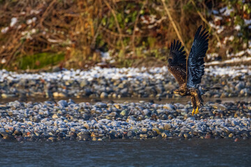 Majestic American juvenile brown bald eagle with large wings taking off and flying by the river in rain and snow in Pacific Northwest USA