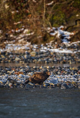 Majestic American juvenile brown bald eagle with large wings taking off and flying by the river in rain and snow in Pacific Northwest USA