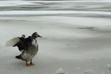 Ducks on the ice in the cold wave caused by the storm Philomena. Winter