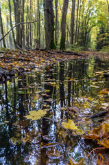 Fototapeta premium Cycling through the autumn forest. Relaxing and biking in the fall. Cyclists riding through the woods.