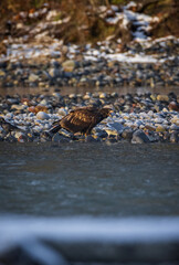 Majestic American juvenile brown bald eagle with large wings taking off and flying by the river in rain and snow in Pacific Northwest USA