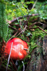 red fly agaric