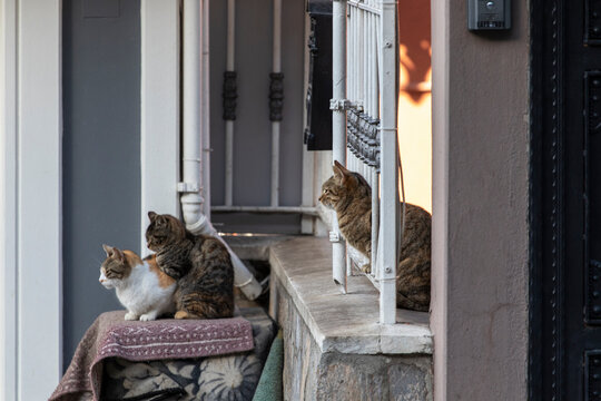 A group of stray cats near a house. Photo in Üsküdar. Istanbul, Turkey.