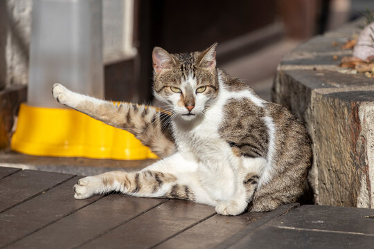Portrait of a stray tabby cat. Photo close up in Istanbul, Turkey.