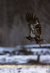 Majestic American juvenile brown bald eagle taking off and flying by the river in rain and snow in Pacific Northwest USA