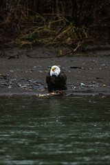 Majestic American bald eagle eats salmon fish carcass on rocks by the river in rain in Pacific Northwest USA