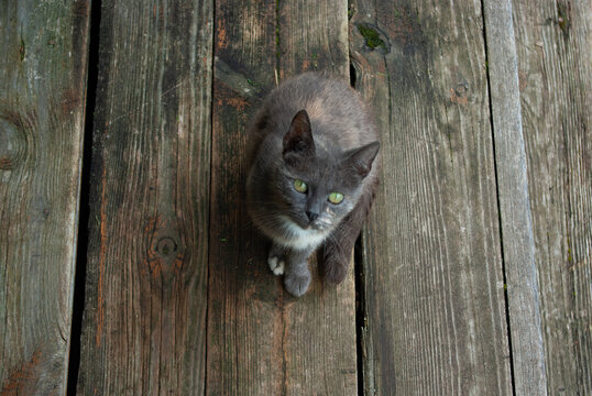 Grey cat waiting for being fed, looking up at its master, sitting on old porch. Top view. Copyspace.