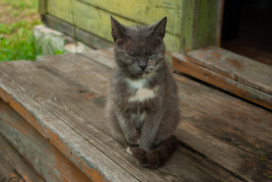 Grey cat sitting like Buddha on old porch. Close-up. Copyspace.