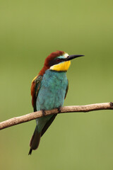 The European bee-eater (Merops apiaster) sitting on the branch with green background