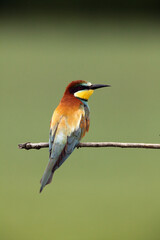 The European bee-eater (Merops apiaster) sitting on the branch with green background