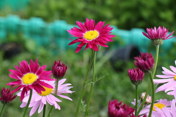 Obraz premium pink flowers in the garden