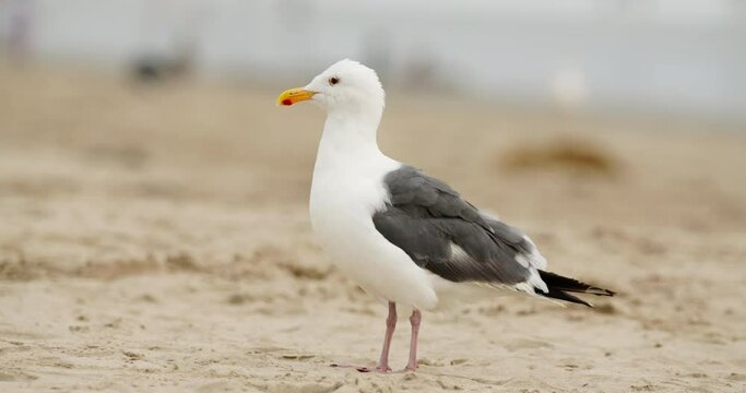 Close-up of a seagull standing on a sandy beach. Slow motion footage of a bird shaking off with blurred background. High quality 4k footage
