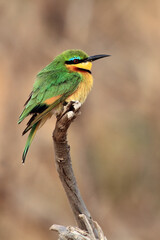 The little bee-eater (Merops pusillus) sitting on the branch with brown background.Little green african bird with red eye on a brown background.