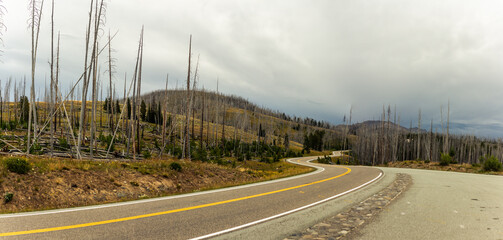 Wide shot of zigzagging road between withered forest in yellowstone national park in america
