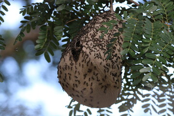 bee hive
