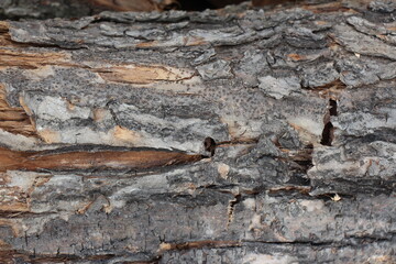 wood texture