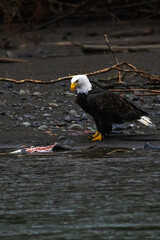 Majestic American bald eagle eats salmon fish carcass on rocks by the river in rain in Pacific Northwest USA
